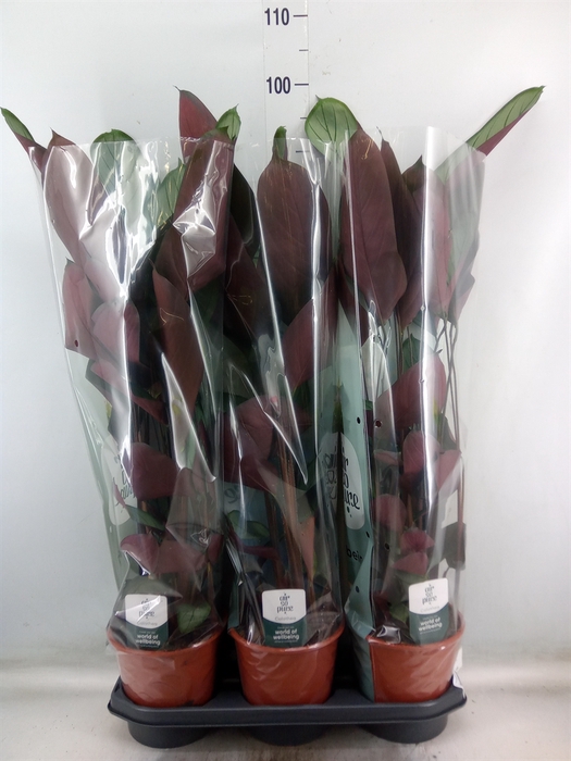 <h4>Ctenanthe oppenheimiana</h4>