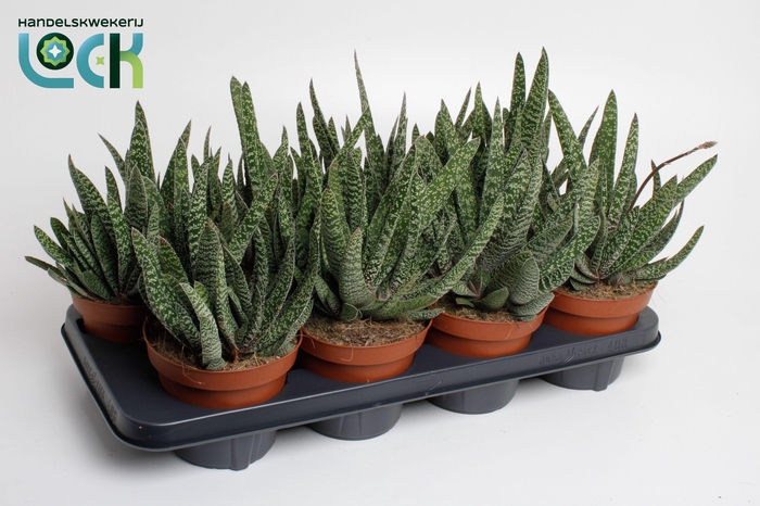 <h4>Gasteria Carinata 'Big Ben</h4>