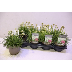 Armeria Maritima White