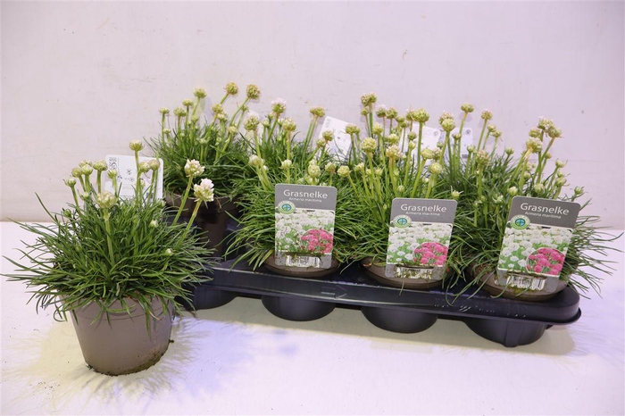 <h4>Armeria Maritima White</h4>