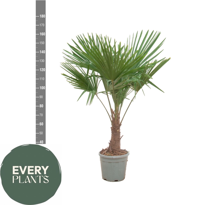 <h4>TRACHYC FORTUNEI</h4>