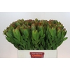 Leucadendron Goldstrike