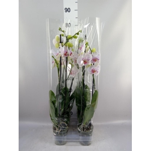 Phalaenopsis  'Bohemian Goya'