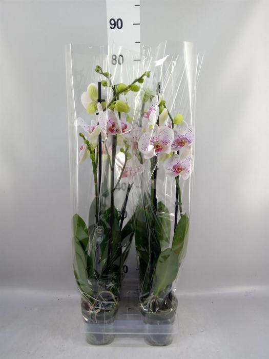 <h4>Phalaenopsis 'Bohemian Goya'</h4>