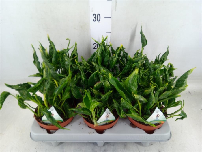 <h4>Epipremnum   ...</h4>