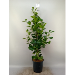 Ficus microcarpa 'Moclame'