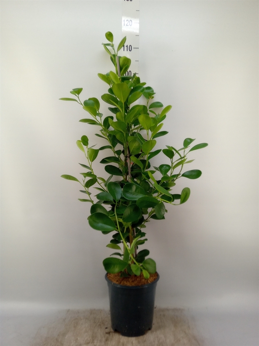 <h4>Ficus microcarpa 'Moclame'</h4>