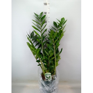 Zamioculcas zamiifolia