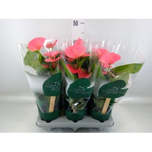 Anthurium andr. 'Sweet Dream'