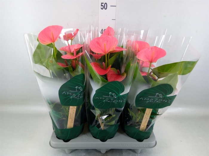 <h4>Anthurium andr. 'Sweet Dream'</h4>