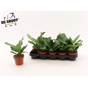 FICUS BENG AUDREY