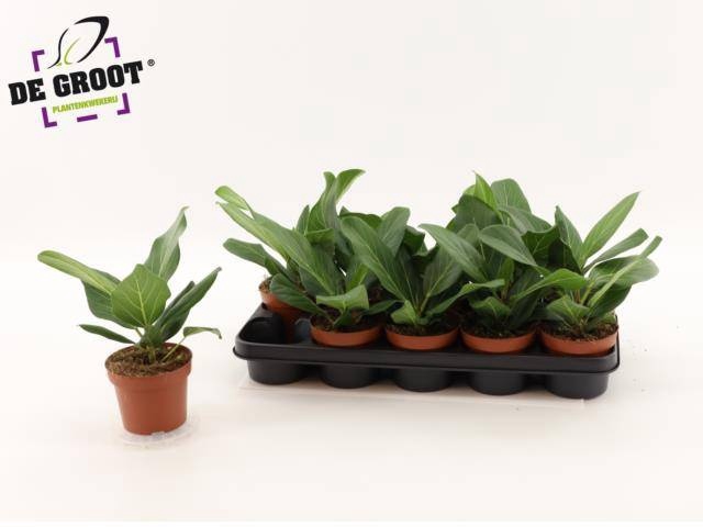 <h4>FICUS BENG AUDREY</h4>