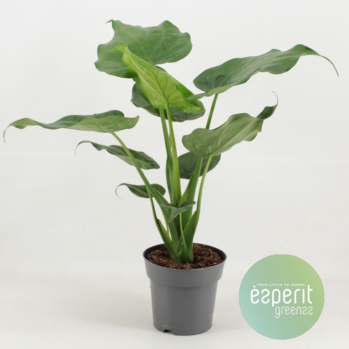 <h4>Alocasia Cucullata</h4>