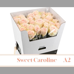 R GR SWEET CAROLINE