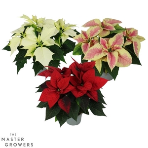 Poinsettia mix 13cm 4 bloem