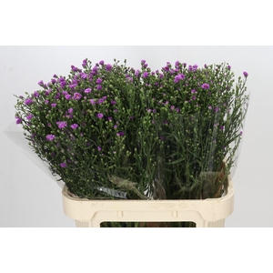 Aster Casarosa