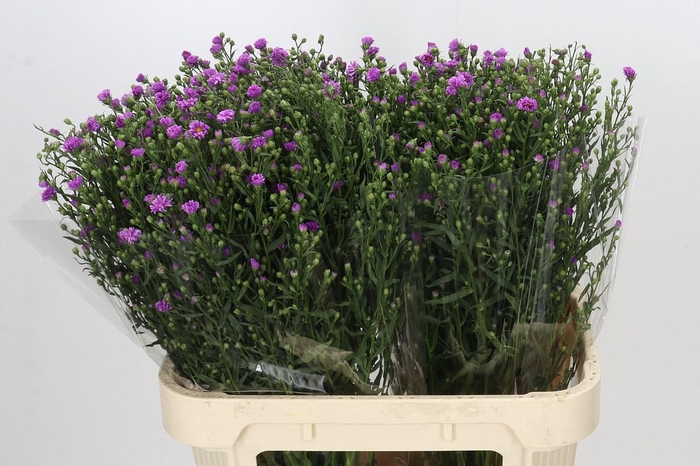 <h4>Aster Casarosa</h4>