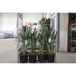 Strelitzia Regin Bl