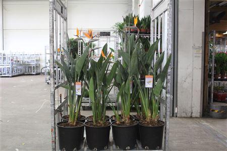 <h4>Strelitzia Regin Bl</h4>