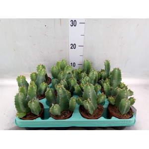 Euphorbia resinifera