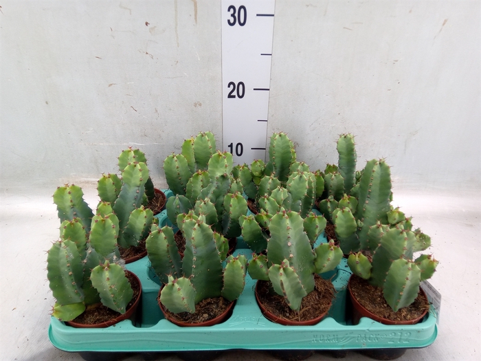 <h4>Euphorbia resinifera</h4>
