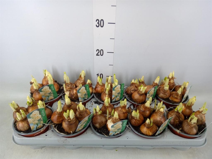 <h4>Narcissus DU 'Bridal Crown'</h4>