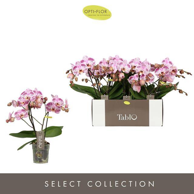 <h4>PHAL OPTI TABLO BELLINI 2 SPIKE</h4>