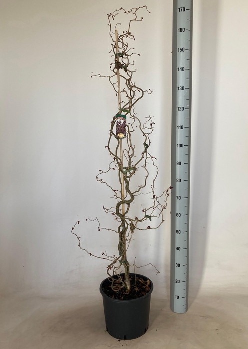 <h4>CORYLUS RED MAJESTIC</h4>