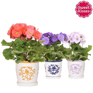 Primula Obconica Sweet Kisses mix in Malaga pot mix