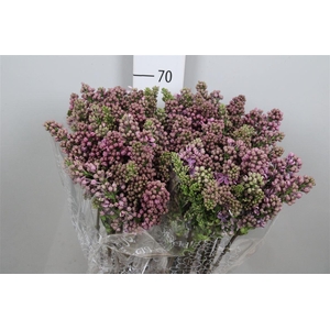 Syr V R V Horstenst 4+