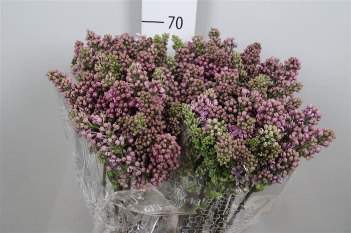 <h4>Syr V R V Horstenst 4+</h4>