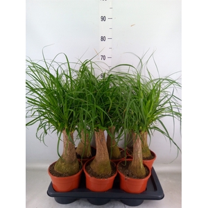 Beaucarnea recurvata