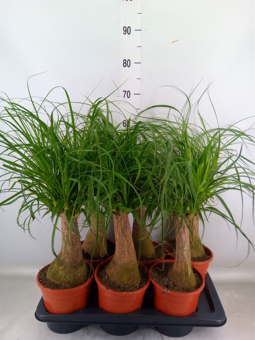 <h4>Beaucarnea recurvata</h4>