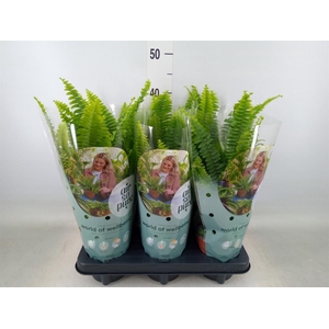 Nephrolepis exal. 'Green Lady'