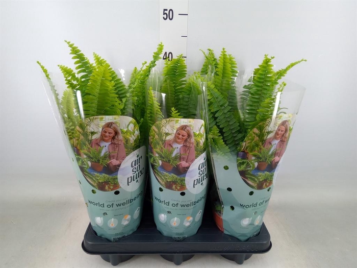 <h4>Nephrolepis exal. 'Green Lady'</h4>