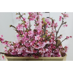 FOLH CEREJEIRA JAPONESA