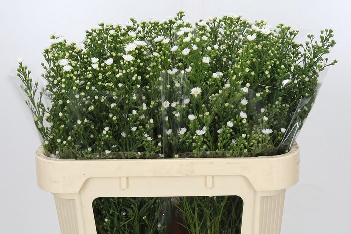 <h4>Aster Paquita</h4>