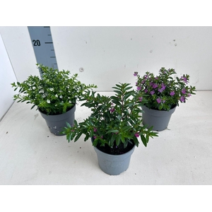 Cuphea hyssopifolia