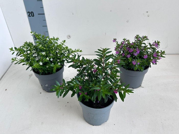 <h4>Cuphea hyssopifolia</h4>