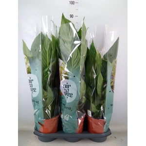 Spathiphyllum  'Bingo Cupido'