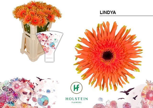 <h4>Gerbera Gerpasta Lindya</h4>