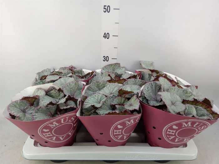 <h4>Begonia BD 'Hawaiian Silver'</h4>
