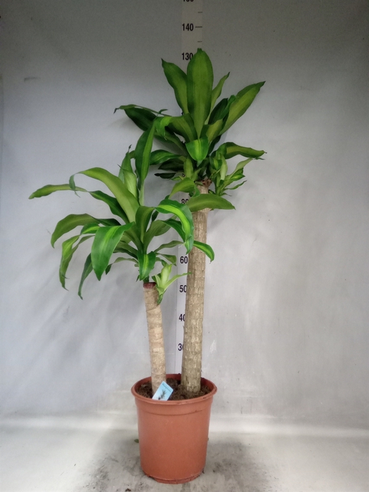 <h4>Dracaena frag. 'Massangeana'</h4>