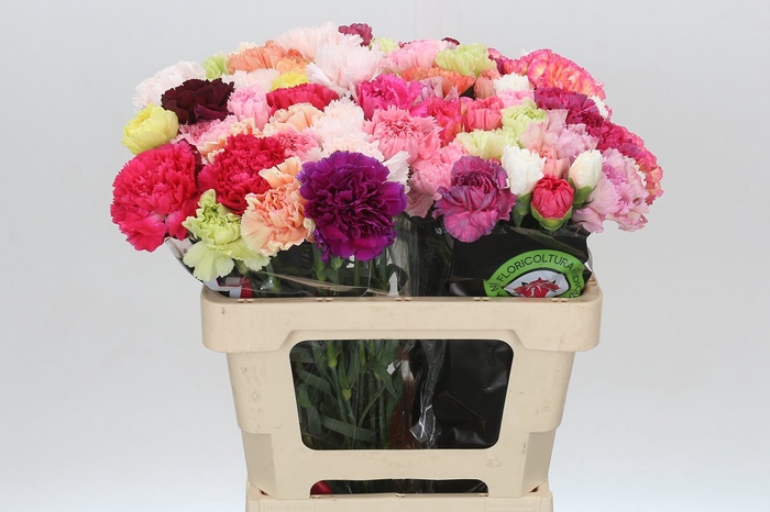 <h4>Dianthus St Mix Rainbow</h4>