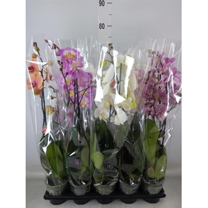 Phalaenopsis   ...mix