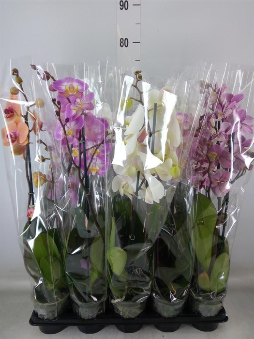 <h4>Phalaenopsis   ...mix</h4>