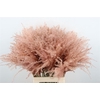 Dried Stipa Feather Baby Pink P Stem