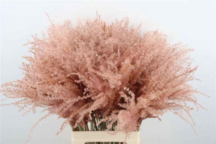Dried Stipa Feather Baby Pink P Stem