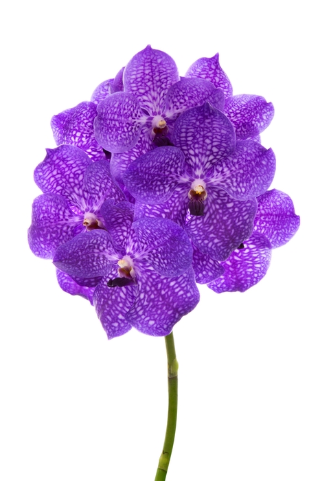 <h4>Vanda Violet Maxi Blue X16</h4>