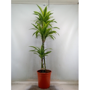 Dracaena fr de 'LemonLime'